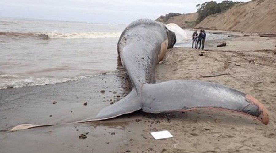 Dev balina kıyıya vurdu