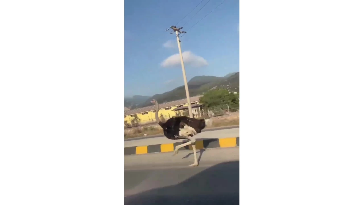 Deve ku�unu trafikte g�ren vatanda��n �a�k�nl�k ya�ad��� anlar g�l�msetti