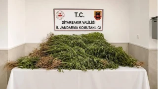 Diyarbak�r'da 14 bin k�k kenevir, 129 kilo esrar ele ge�irildi