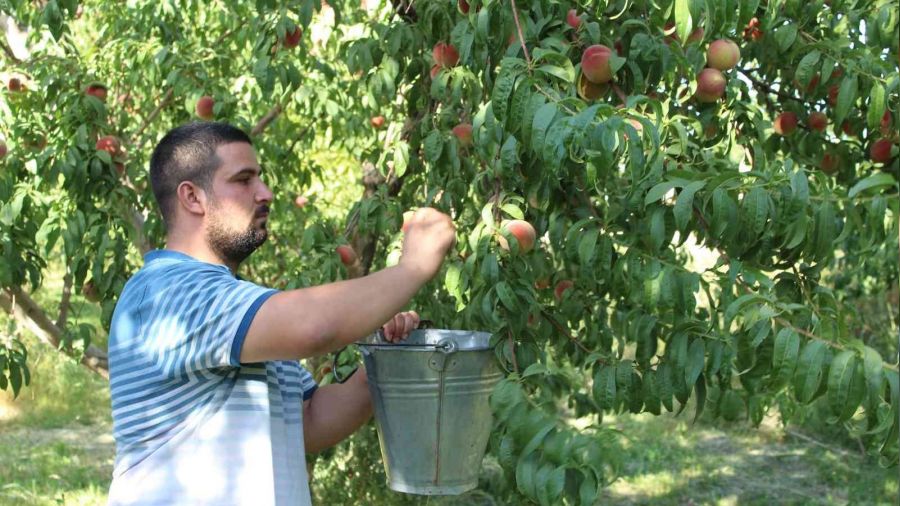 Dou'nun ukurova'snda eftali hasad balad