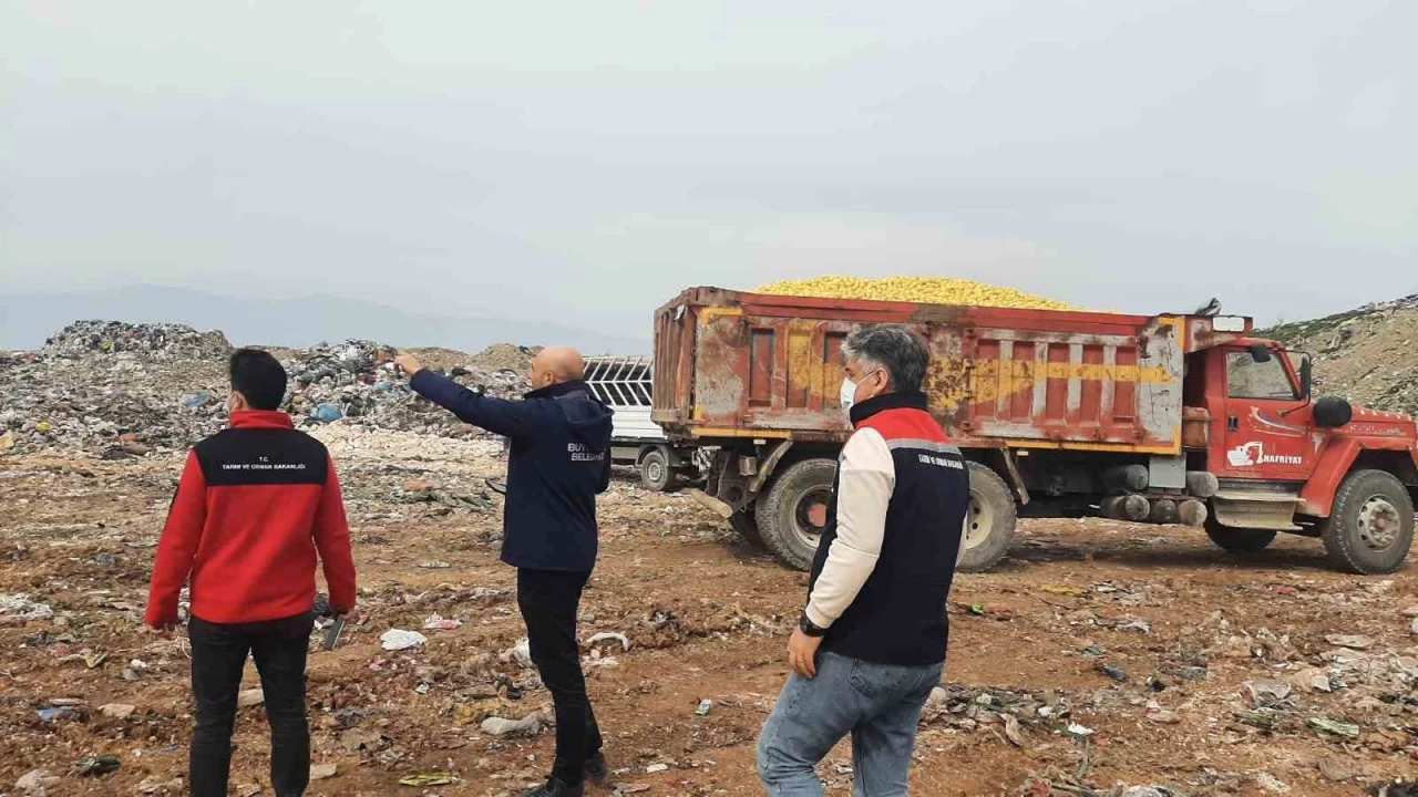 Dubai'ye ihraç edilecek 71 ton limon imha edildi