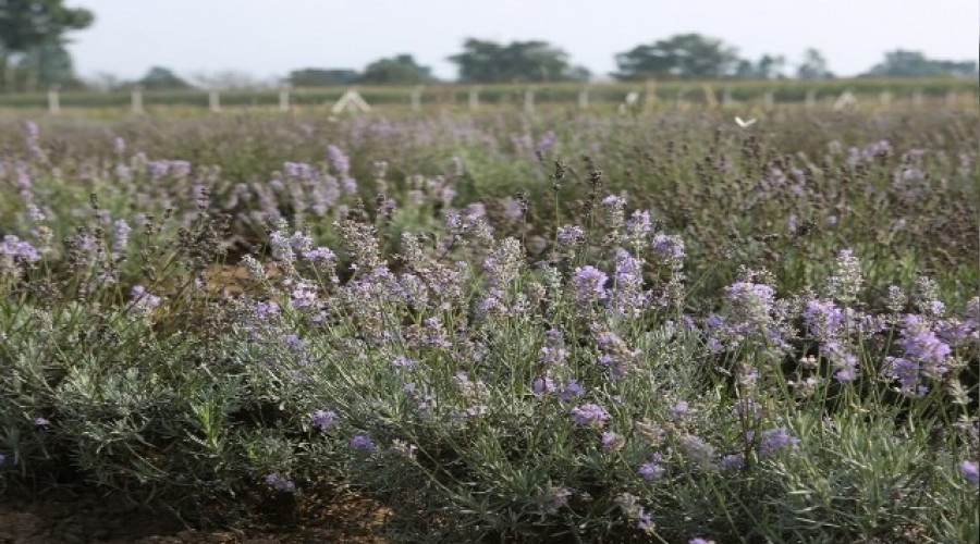 'Dünyadaki tıbbi aromatik bitkilerin yüzde 6'sı ülkemizde'