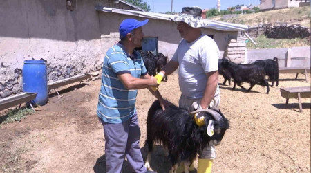 Elazığ'da kurbanlık fiyatları 2 bin 500 liradan başlıyor