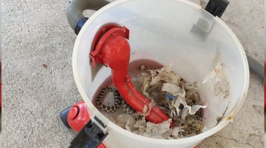 Elektrikli süpürgeden yılan çıktı