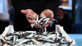 En çok hangi ülkeye hamsi sattık?