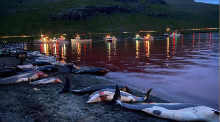 Faroe Adaları'ndaki "festivalde" bin 428 balina ve yunus öldürüldü