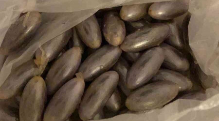 Faslı yolcunun midesinden çıktı