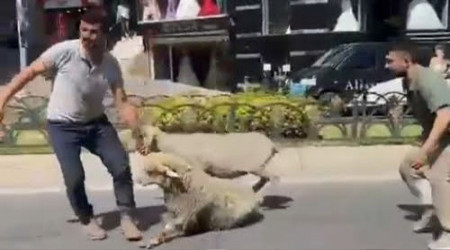Fatih'te kaçan kurbanlık koyunlar yakalandı