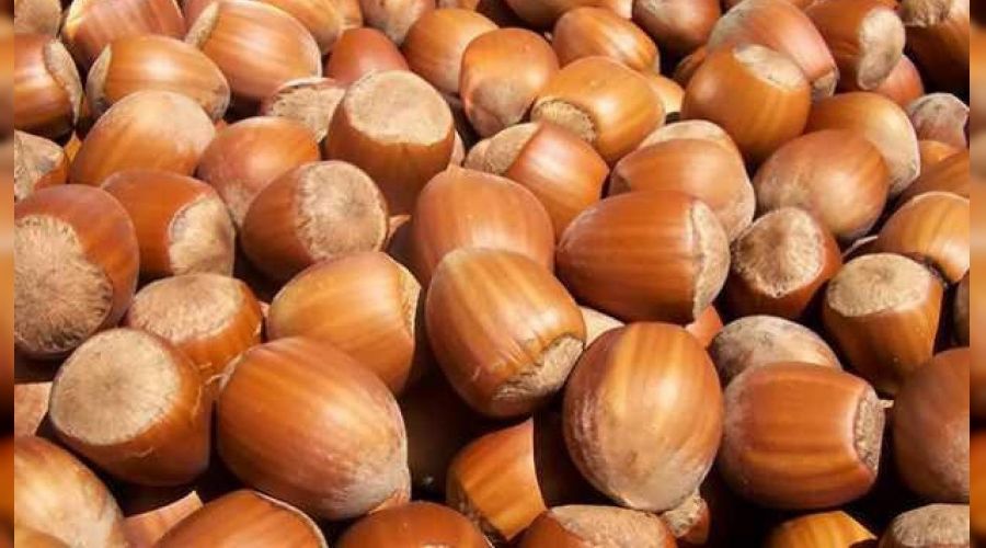 Fındık ihracatının yüzde 35'i Trabzon'dan