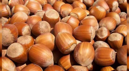 Fındık ihracatının yüzde 35'i Trabzon'dan