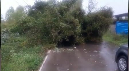 Fırtınada ağaç devrildi yol kapandı