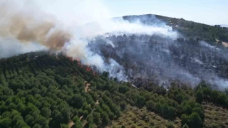 Gebze'deki orman yangn kontrol altna alnd