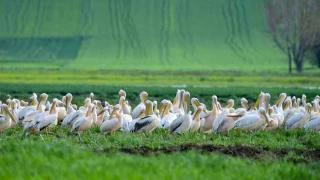 Göç yolundaki pelikan sürüsünün Bursa molası