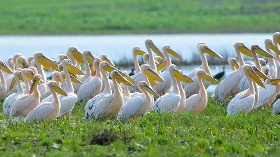 Göç yolundaki pelikan sürüsünün Bursa molası