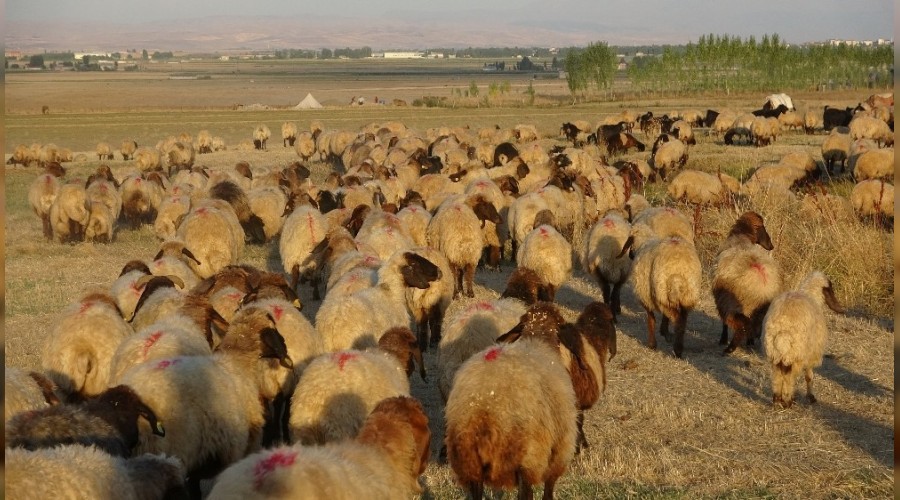 Göçerlerin zorlu yolculuğu başladı