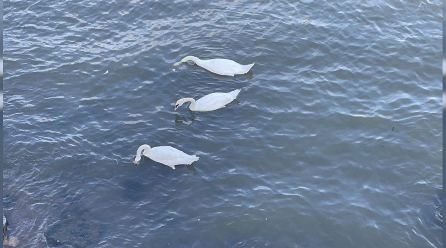 Göçmen kuğular Fatsa'da