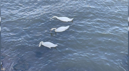 Göçmen kuğular Fatsa'da