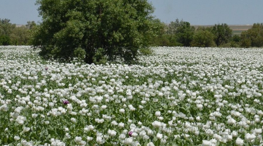 Ha�ha� tarlalar� g�renleri b�y�ledi