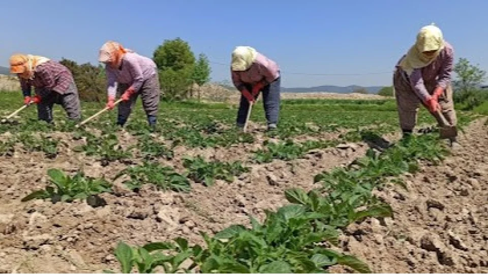 Hatay'ın geçit noktası Belen’de tarım