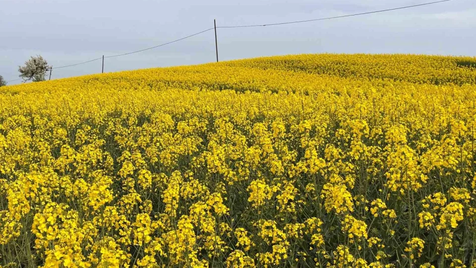 Hayrabolu'da �i�ek a�an 'Sar� Gelin', rengiyle b�y�l�yor