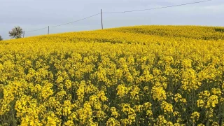 Hayrabolu'da �i�ek a�an 'Sar� Gelin', rengiyle b�y�l�yor