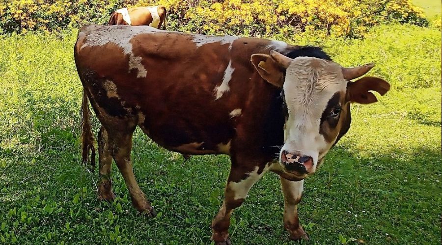 'Hayvan ba��na ceza' uygulamas�