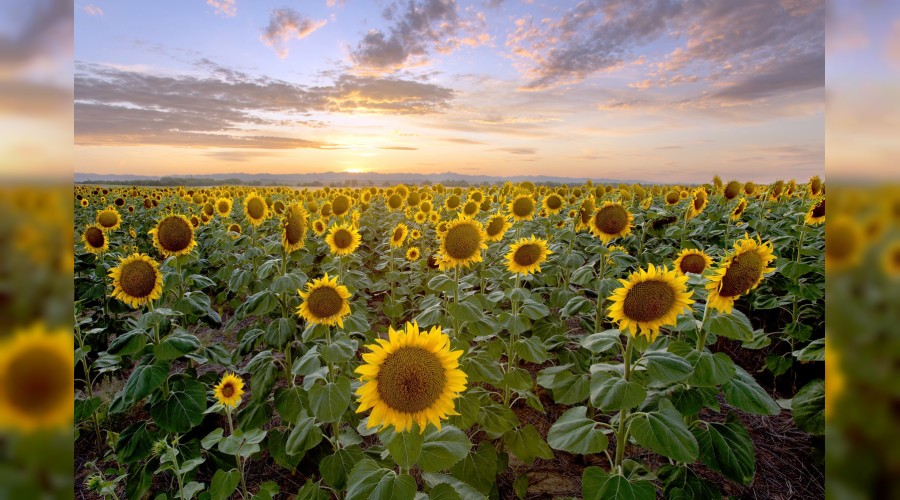 Hikmet ehline h�rmet edilir