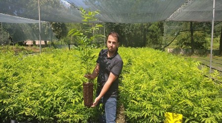 Himalayalar’dan Trabzon’a Sabun Cevizi