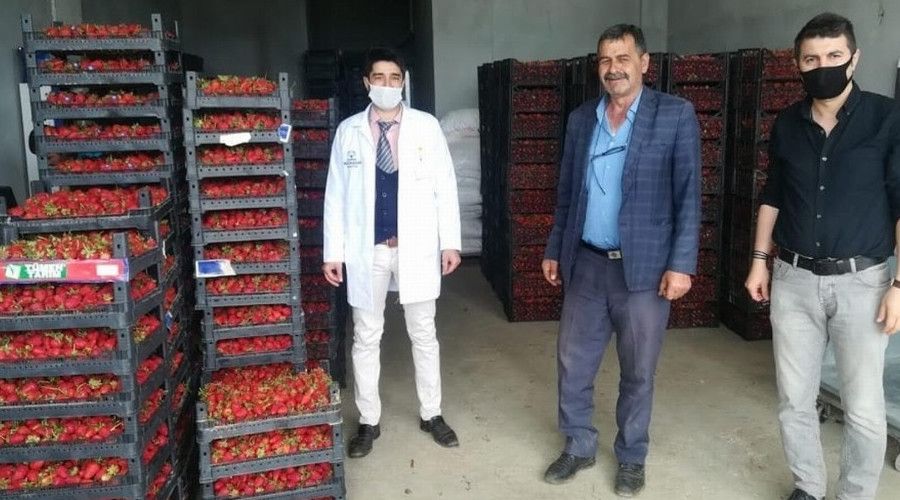 Hüyük'ün organik çileği kışın da üretiliyor