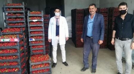 Hüyük'ün organik çileği kışın da üretiliyor