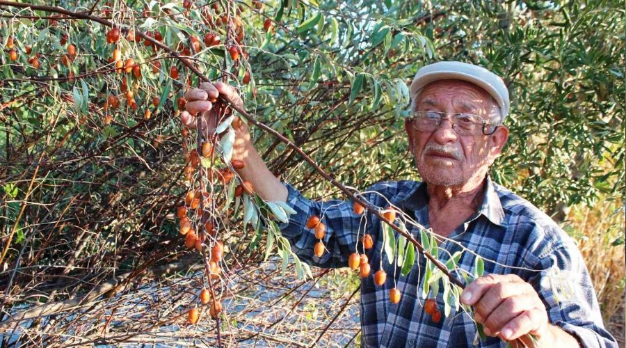 İğde ağaçları her geçen gün azalıyor