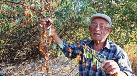 İğde ağaçları her geçen gün azalıyor