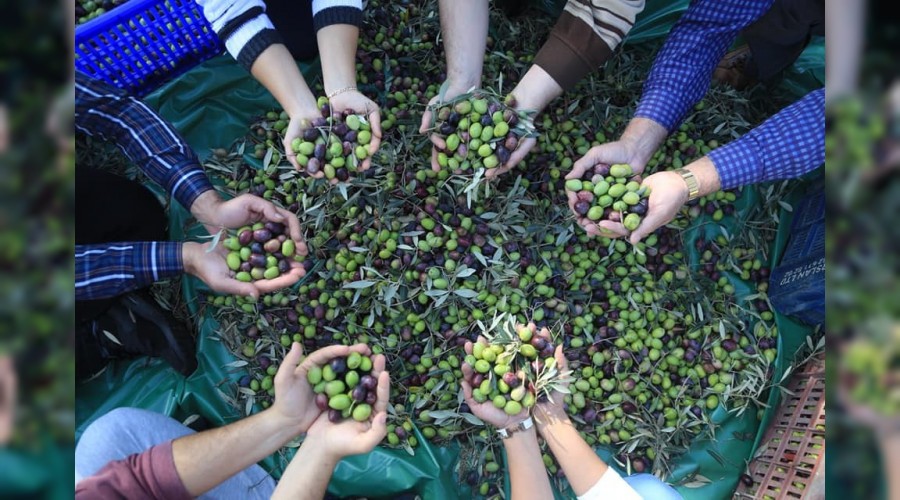 �mece usul� hasat