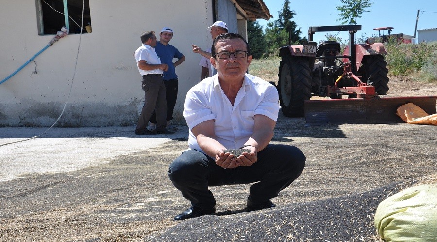 İnegöl'de kanola hasadı ümitlendirdi