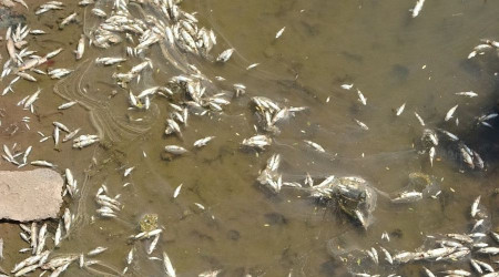 Irmaktan su yerine adeta ölü balık akıyor