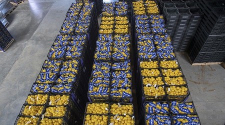 stanbula 20 ton limon daha