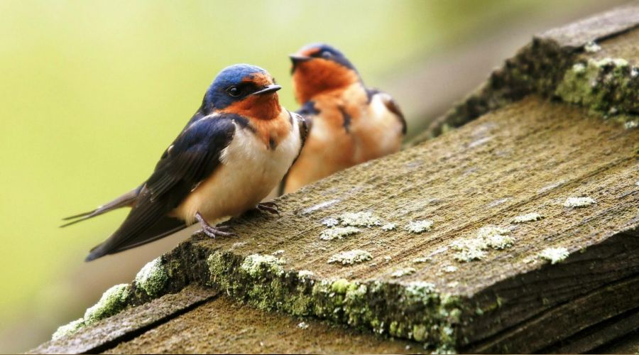 ��taat ancak iyi i�lerde olur'