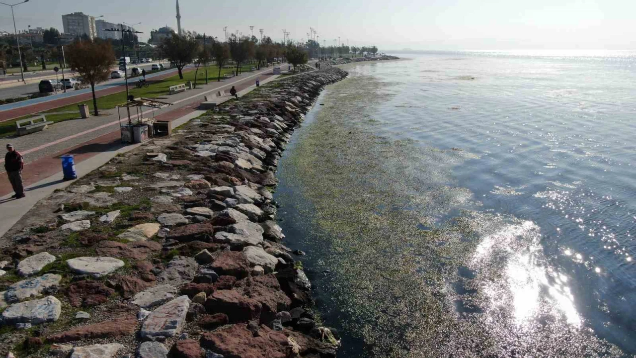İzmir sahilinde 'yeşil' istila