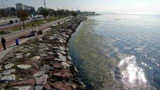 zmir sahilinde 'yeil' istila