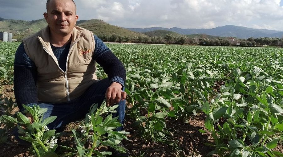 İzmir'de bakla ve bezelye çiçek açtı