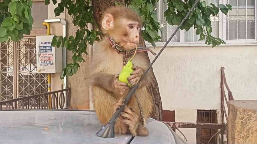 İzmir'de başıboş gezen maymun koruma altında