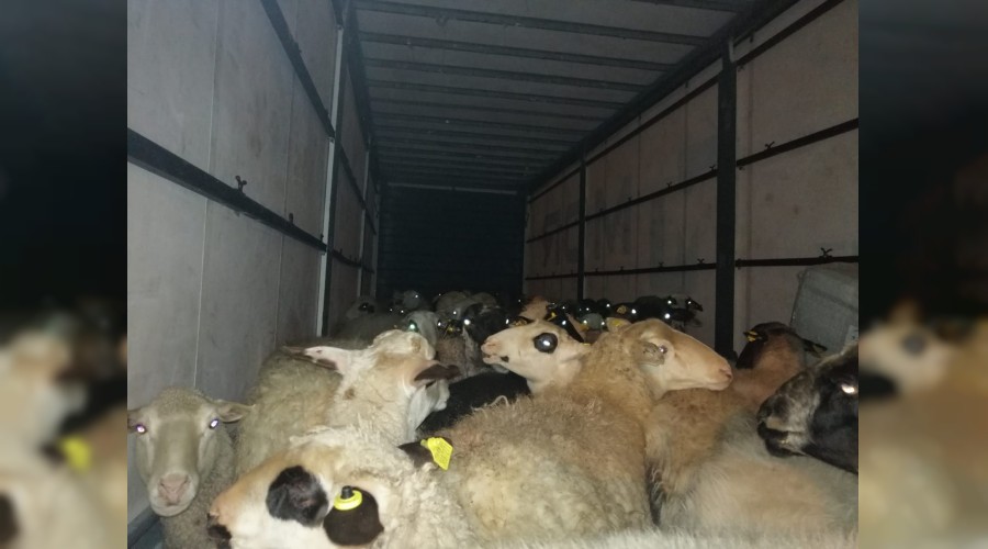 İzmir’de çalınan koyunlar Bursa’da bulundu