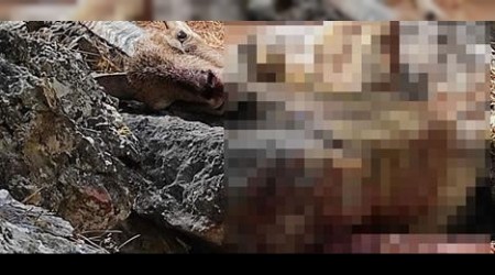 Kaçak yaban keçisi avına 29 bin 980 lira ceza