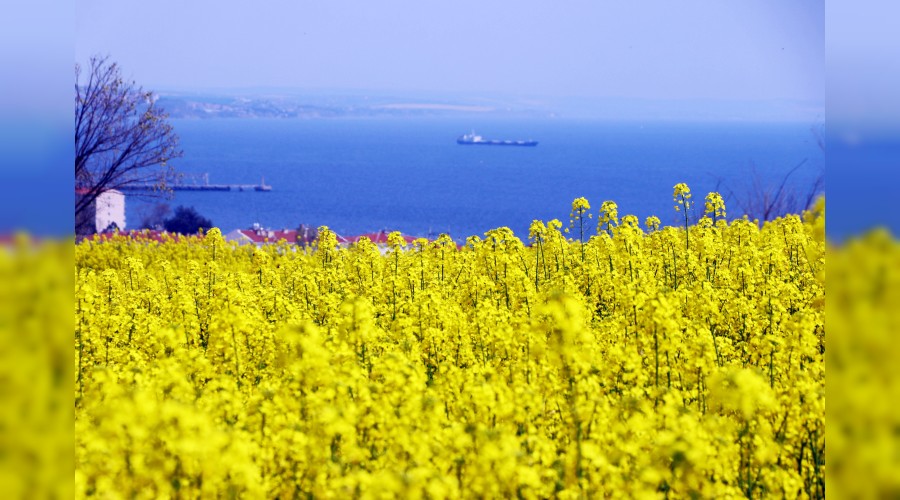 Kanola veriminde art�� bekleniyor