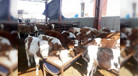 Karabk'te alnan hayvanlar Mersin'de bulundu