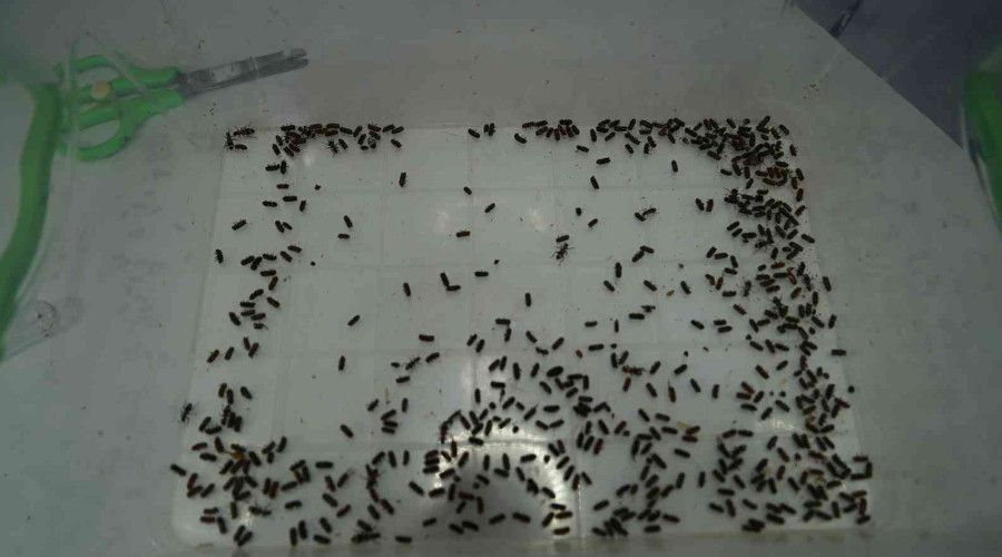 Karadeniz bölgesinde kestane ağaçlarını yok eden gal arısıyla mücadele başlıyor