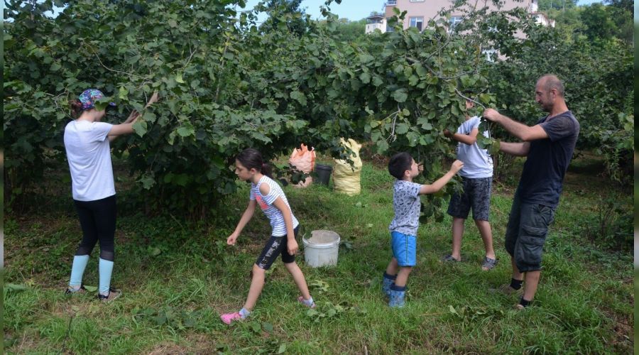 Karadeniz'de fındık hasadı başladı