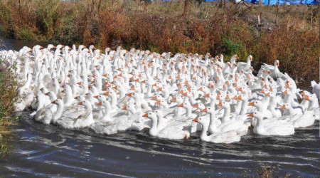 Kars'ta kazlar besiye alındı