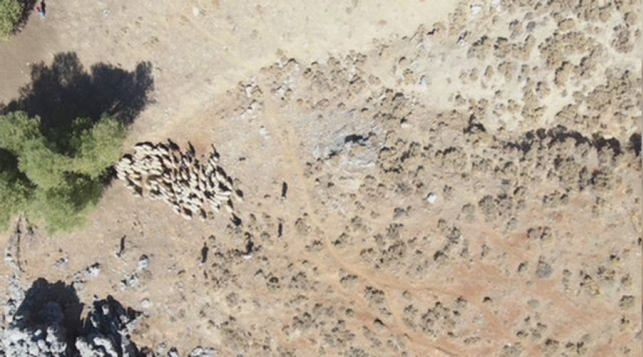 Kayıp sürü drone ile bulundu