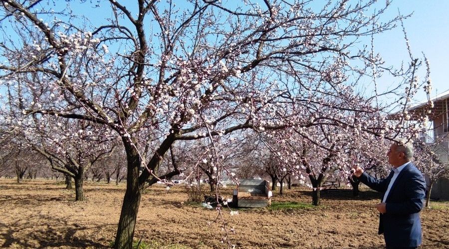 Malatya'da kayısı ağaçları çiçekleri açtı